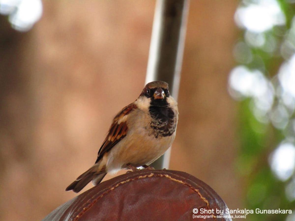 Lavender Home Yala Safari Tissamaharama Εξωτερικό φωτογραφία