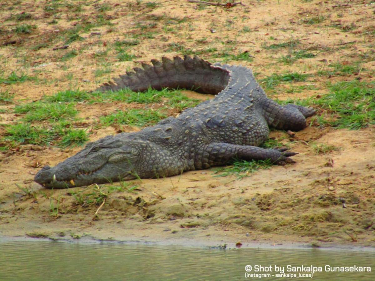 Lavender Home Yala Safari Tissamaharama Εξωτερικό φωτογραφία