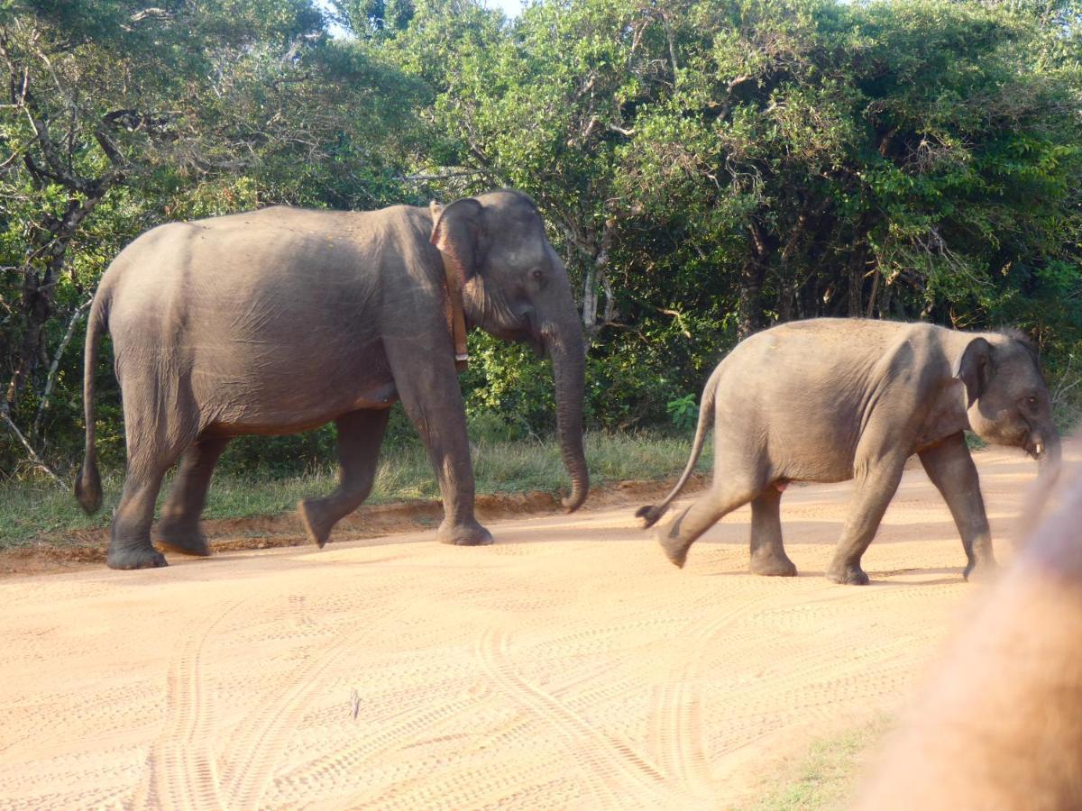 Lavender Home Yala Safari Tissamaharama Εξωτερικό φωτογραφία
