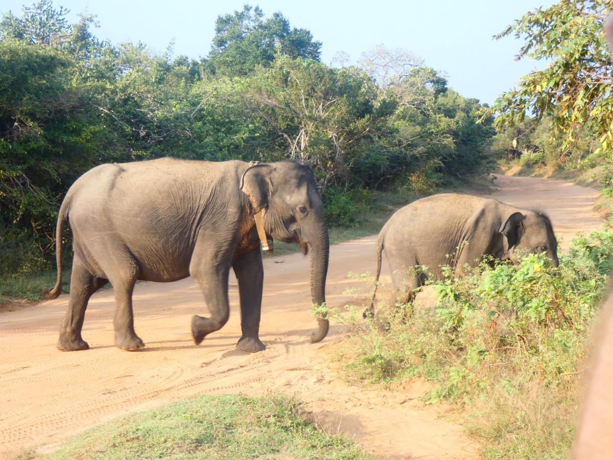 Lavender Home Yala Safari Tissamaharama Εξωτερικό φωτογραφία