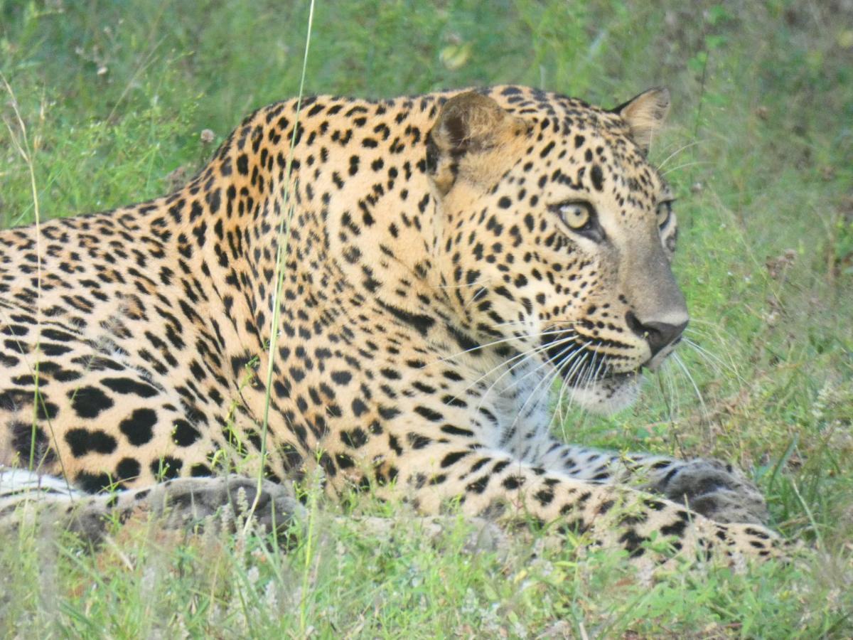 Lavender Home Yala Safari Tissamaharama Εξωτερικό φωτογραφία