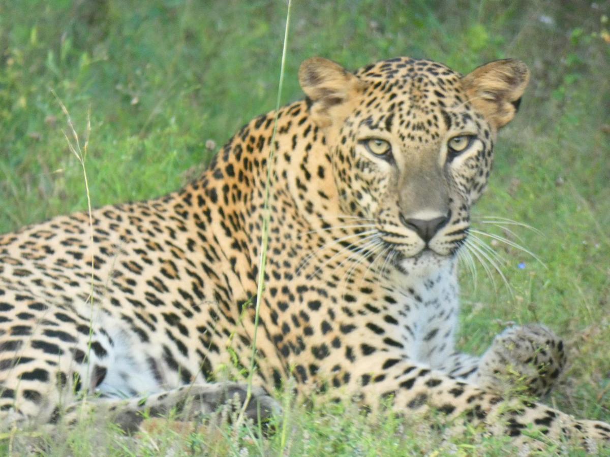 Lavender Home Yala Safari Tissamaharama Εξωτερικό φωτογραφία