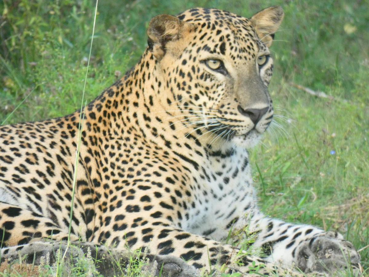 Lavender Home Yala Safari Tissamaharama Εξωτερικό φωτογραφία