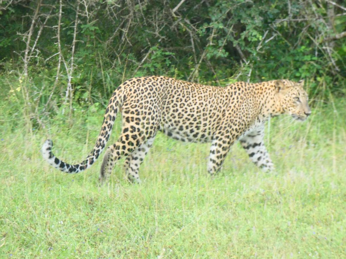 Lavender Home Yala Safari Tissamaharama Εξωτερικό φωτογραφία