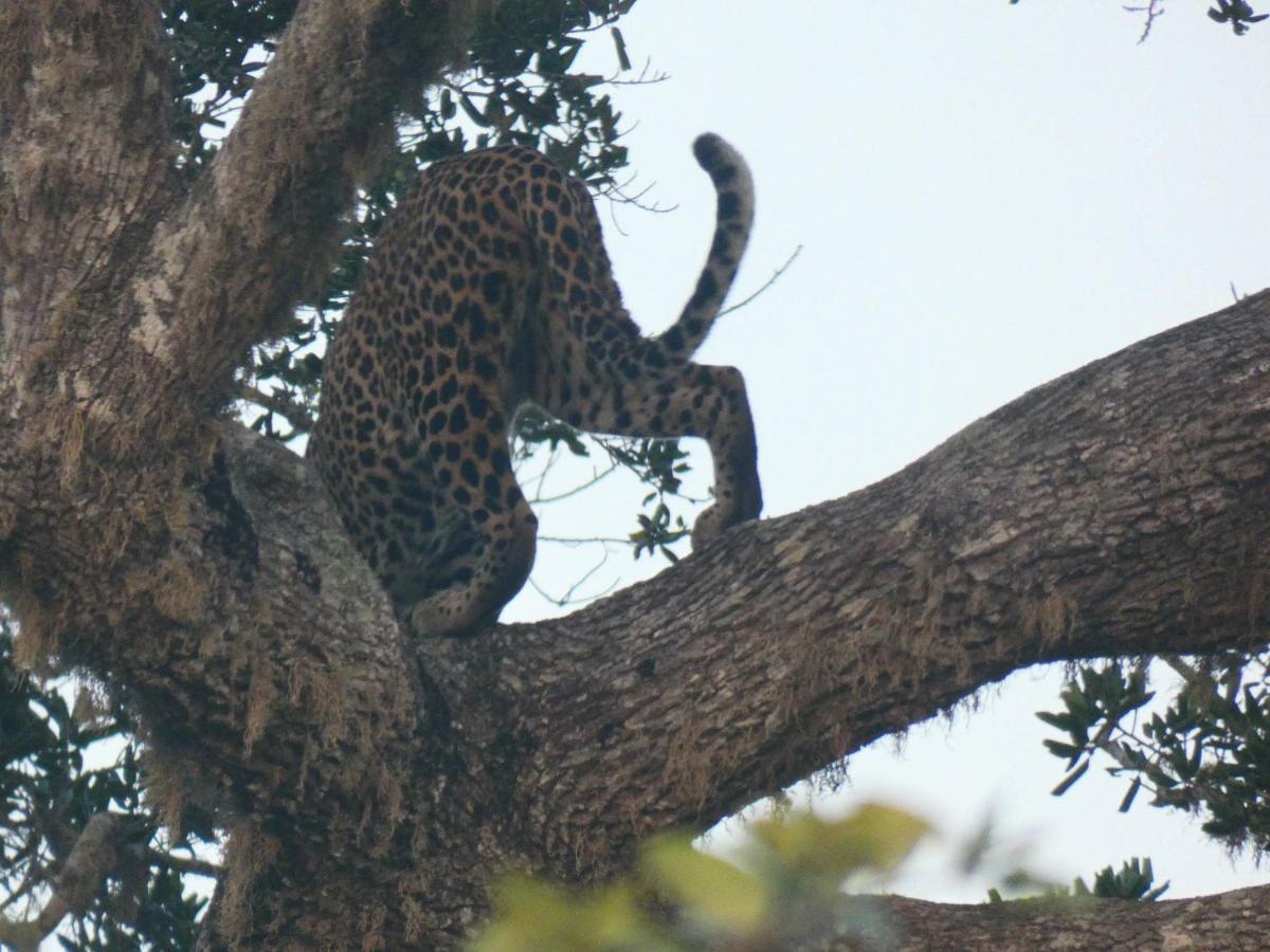 Lavender Home Yala Safari Tissamaharama Εξωτερικό φωτογραφία