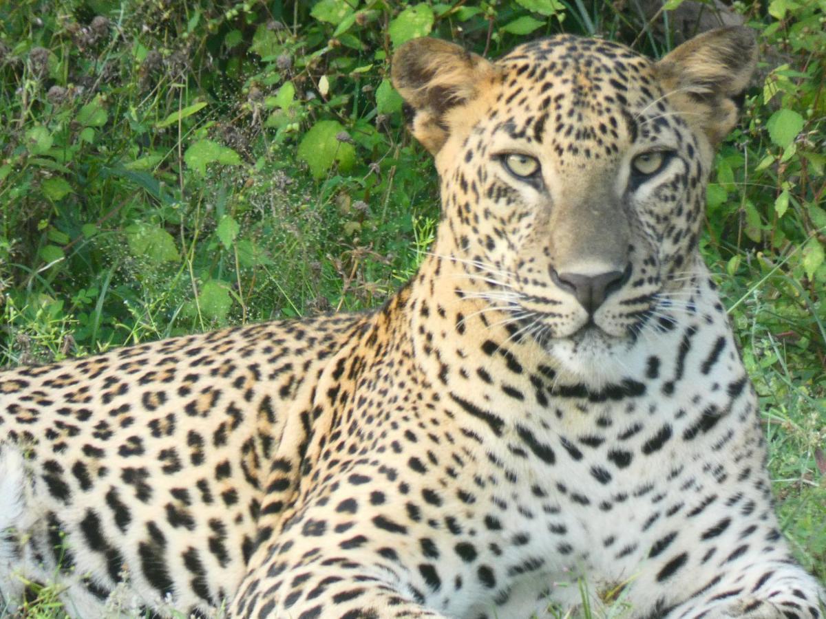 Lavender Home Yala Safari Tissamaharama Εξωτερικό φωτογραφία