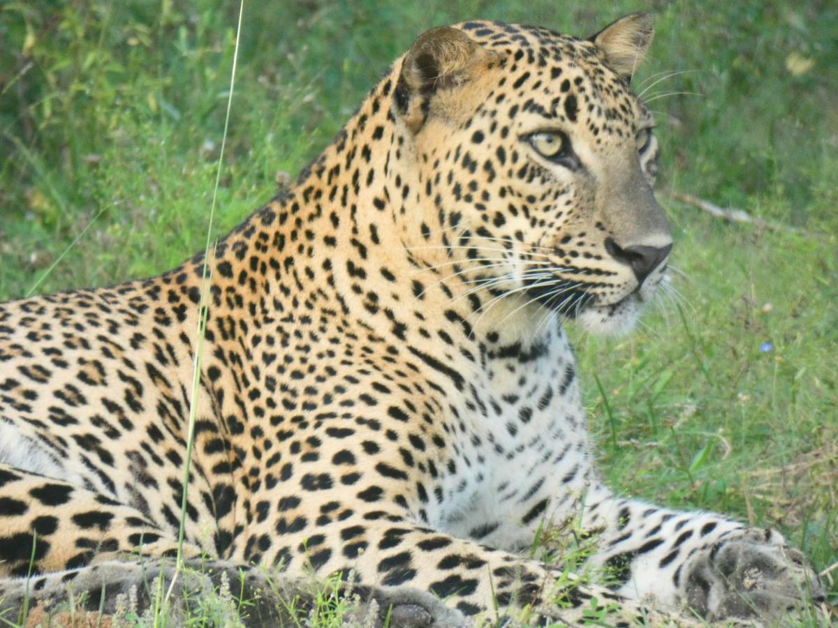 Lavender Home Yala Safari Tissamaharama Εξωτερικό φωτογραφία