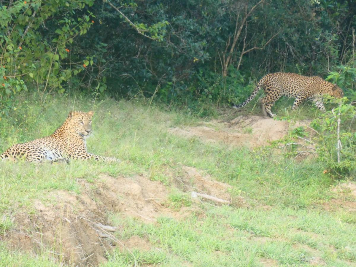 Lavender Home Yala Safari Tissamaharama Εξωτερικό φωτογραφία