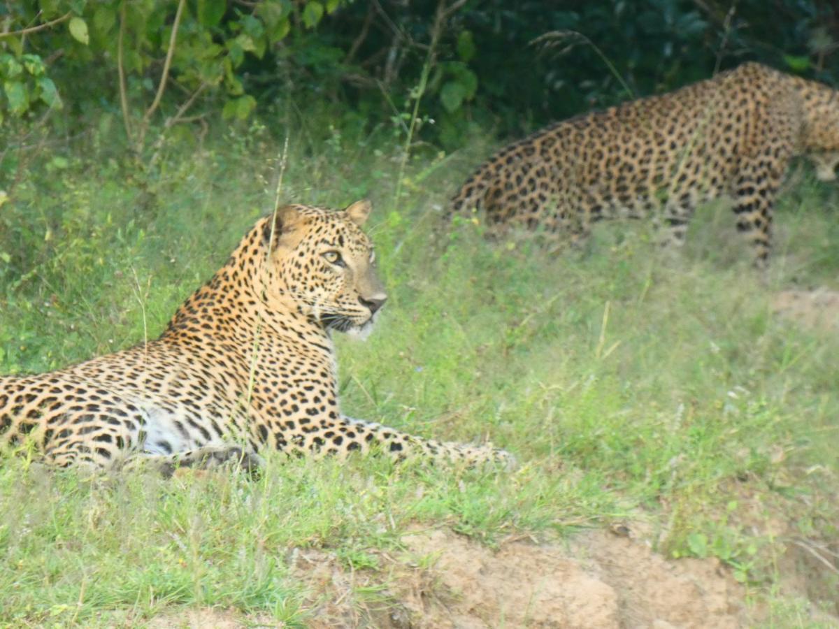 Lavender Home Yala Safari Tissamaharama Εξωτερικό φωτογραφία